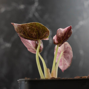 Alocasia 'Cuprea' Pink/Albo Variegated (wk41-L345)