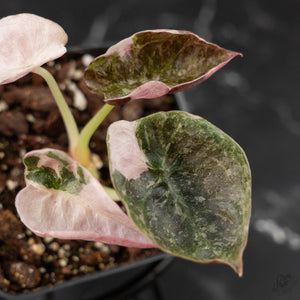 Alocasia 'Cuprea' Pink/Albo Variegated (wk41-L345)