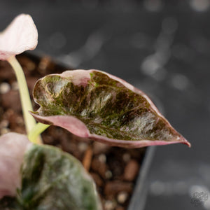 Alocasia 'Cuprea' Pink/Albo Variegated (wk41-L345)