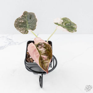 Alocasia 'Cuprea' Pink/Albo Variegated (wk20-A)