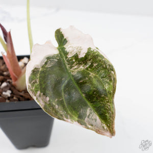 Alocasia 'Cuprea' Pink/Albo Variegated (wk20-A)