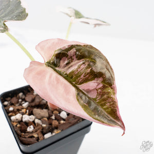Alocasia 'Cuprea' Pink/Albo Variegated (wk20-A)