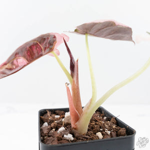 Alocasia 'Cuprea' Pink/Albo Variegated (wk20-A)