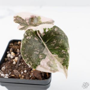 Alocasia 'Cuprea' Pink/Albo Variegated (wk20-B)