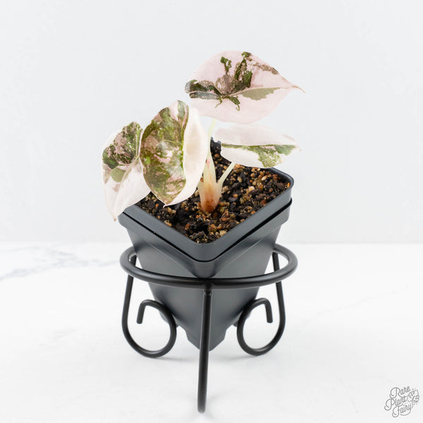 Alocasia 'Cuprea' Pink/Albo Variegated (wk23-D) – Rare Plant Fairy