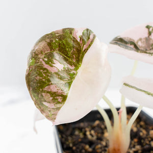 Alocasia 'Cuprea' Pink/Albo Variegated (wk23-D)