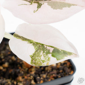 Alocasia 'Cuprea' Pink/Albo Variegated (wk23-D)