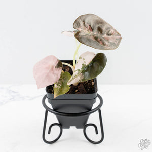 Alocasia 'Cuprea' Pink/Albo Variegated (wk25-H)