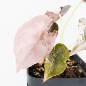 Alocasia 'Cuprea' Pink/Albo Variegated (wk25-H)