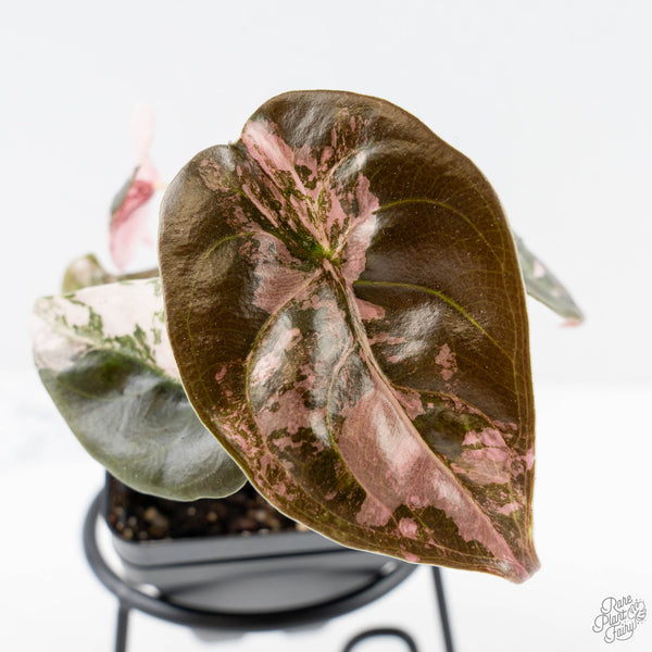 Alocasia 'Cuprea' Pink/Albo Variegated (wk25-H) – Rare Plant Fairy