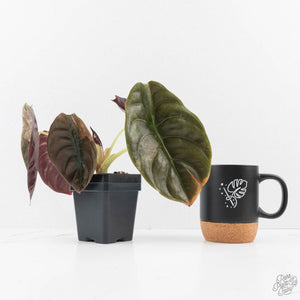 Alocasia 'Cuprea' Pink Mint Variegated (wk27-N) *Corming Size*