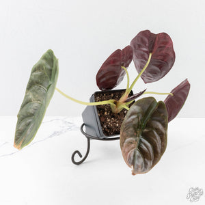 Alocasia 'Cuprea' Pink Mint Variegated (wk27-N) *Corming Size*