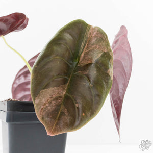 Alocasia 'Cuprea' Pink Mint Variegated (wk27-N) *Corming Size*