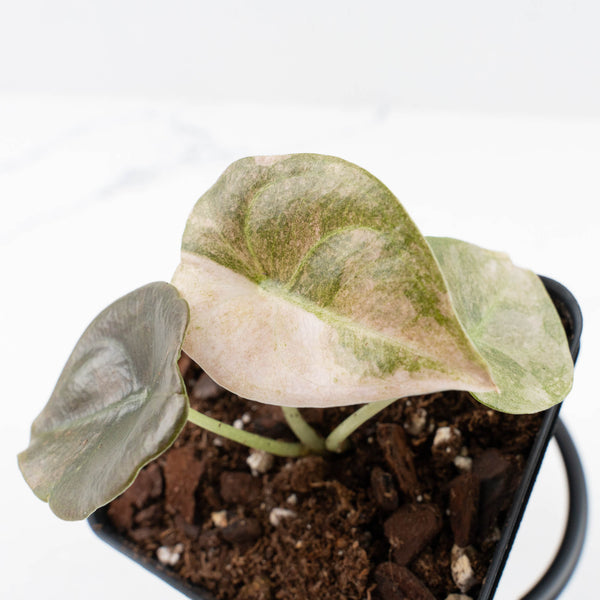 Alocasia Cuprea Mint 2本 Alocasia 'Cuprea' Pink Mint Variegated (wk31-L157) – Rare Plant Fairy