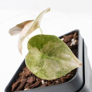 Alocasia 'Cuprea' Pink Mint Variegated (wk31-I)