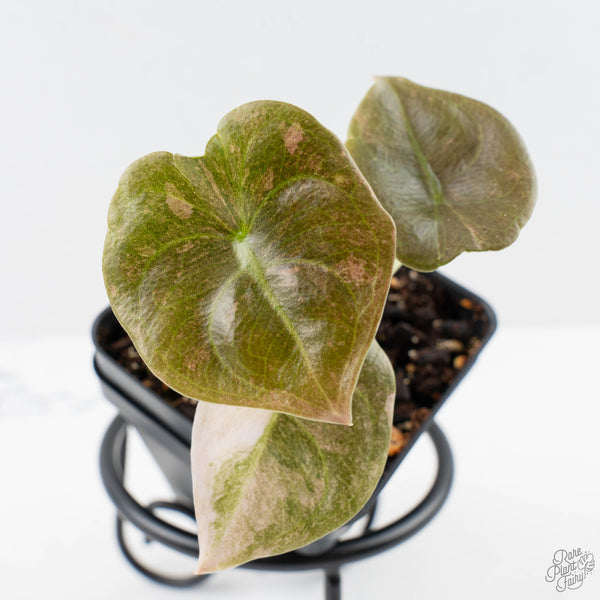 m*o様 Alocasia cuprea 'Mint' Alocasia 'Cuprea' Pink Mint Variegated (wk38-L157) – Rare Plant Fairy