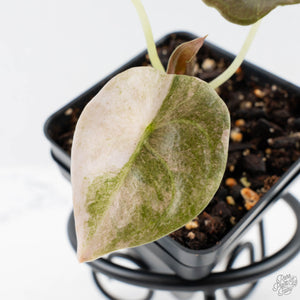 Alocasia 'Cuprea' Pink Mint Variegated (wk38-L157)
