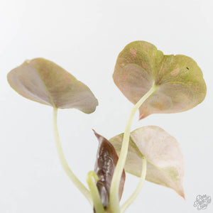 Alocasia 'Cuprea' Pink Mint Variegated (wk38-L157)