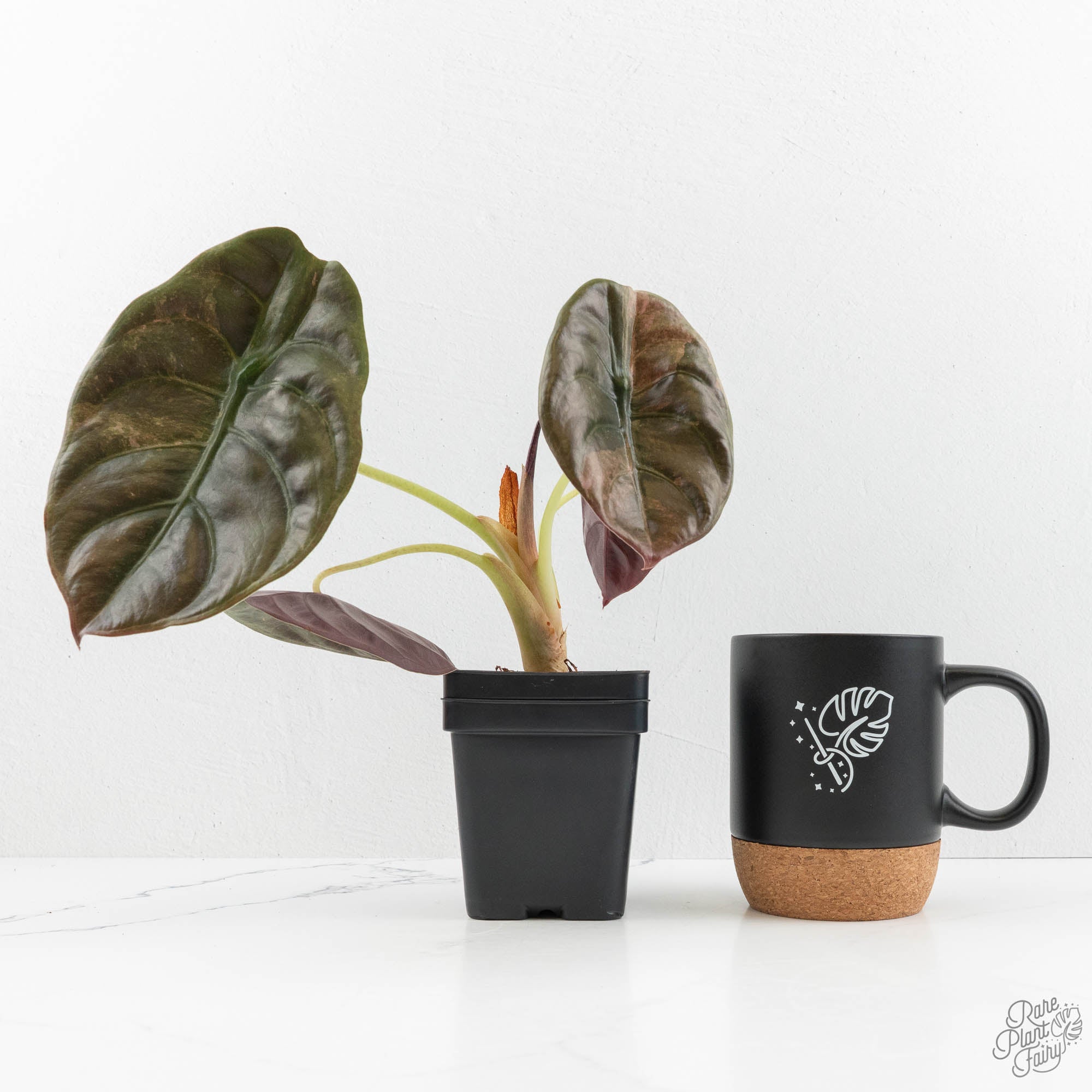 Alocasia 'Cuprea' Pink/Mint Variegated (wk16-R) *Corming Size