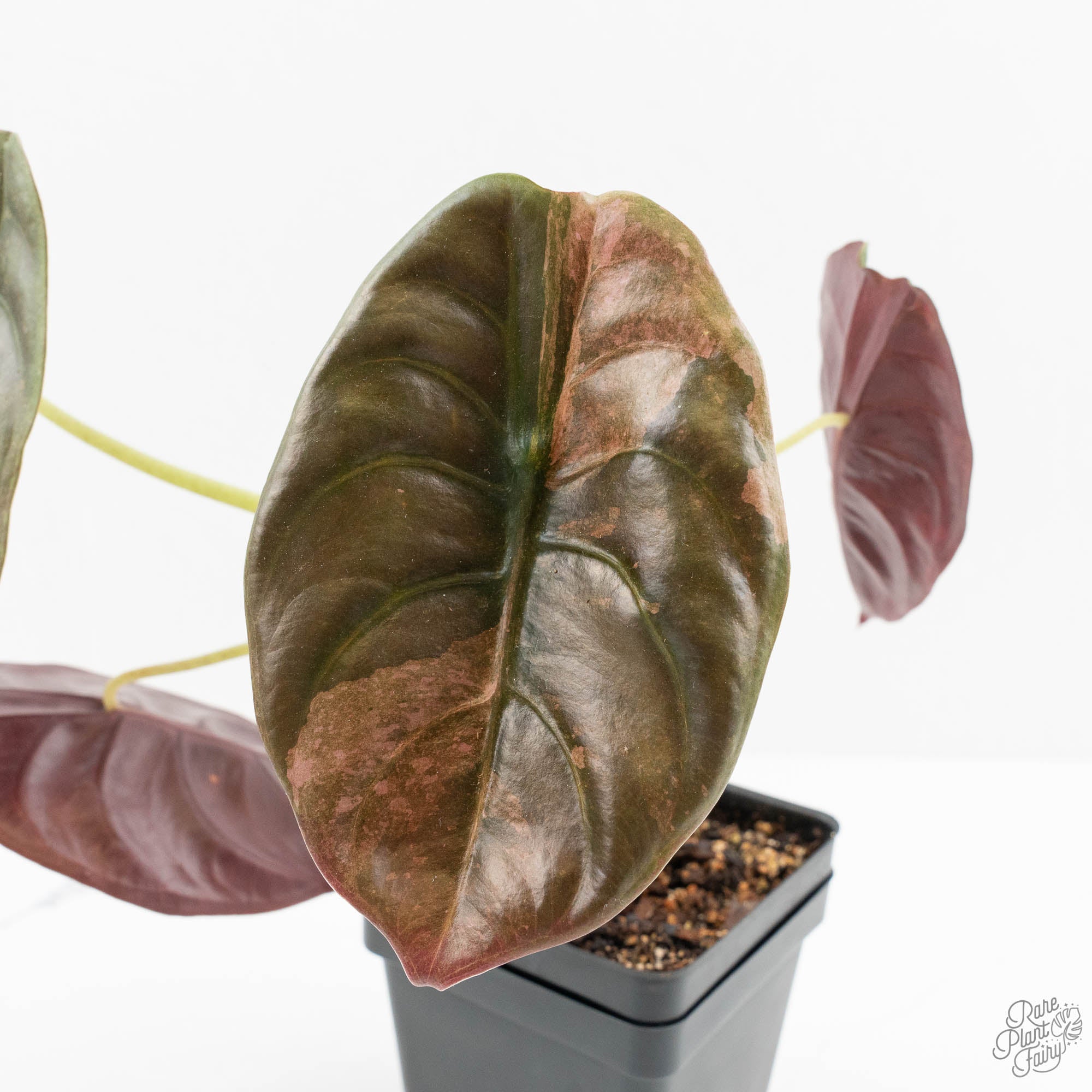 Alocasia 'Cuprea' Pink/Mint Variegated (wk16-R) *Corming Size