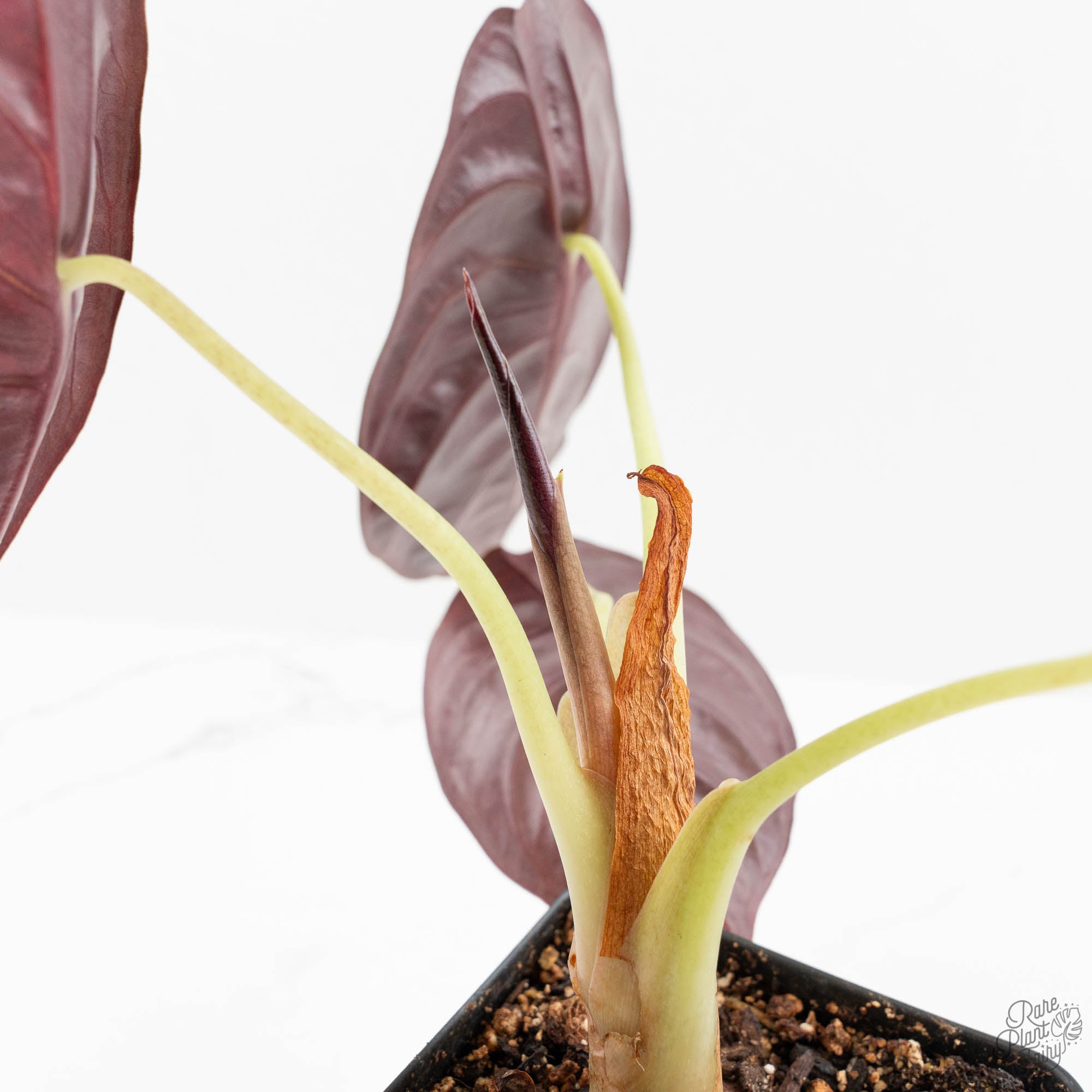 Alocasia 'Cuprea' Pink/Mint Variegated (wk16-R) *Corming Size