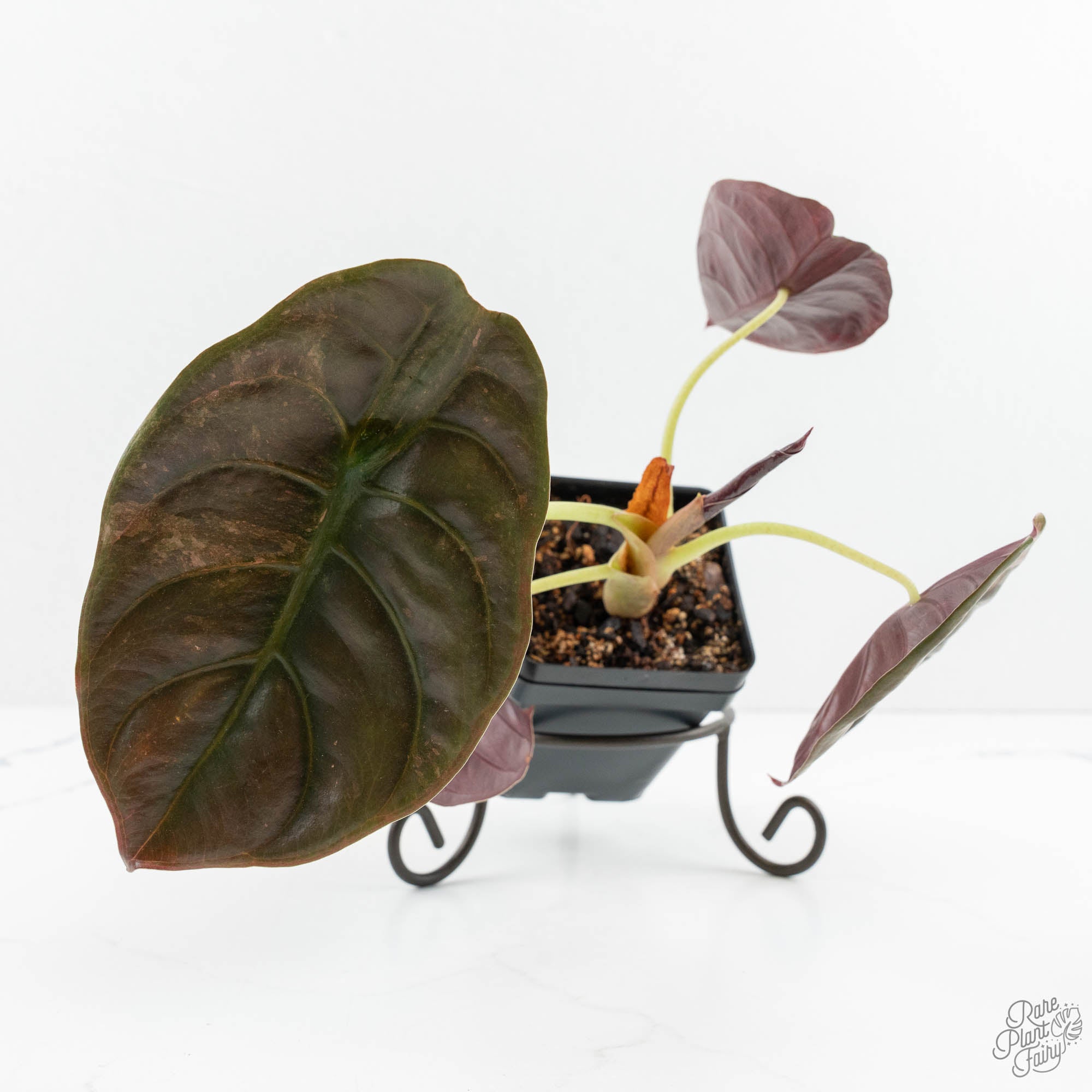 Alocasia 'Cuprea' Pink/Mint Variegated (wk16-R) *Corming Size
