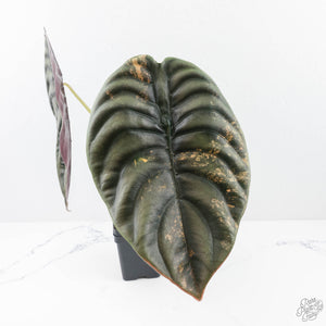Alocasia 'Cuprea' Pink/Mint Variegated (wk20-L) *Corming Size*