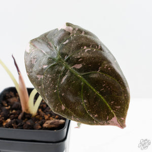 Alocasia 'Cuprea' True Pink Variegated *Corm Grown* (26-UJ)