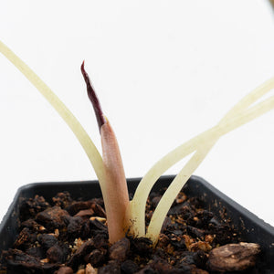 Alocasia 'Cuprea' True Pink Variegated *Corm Grown* (26-UJ)