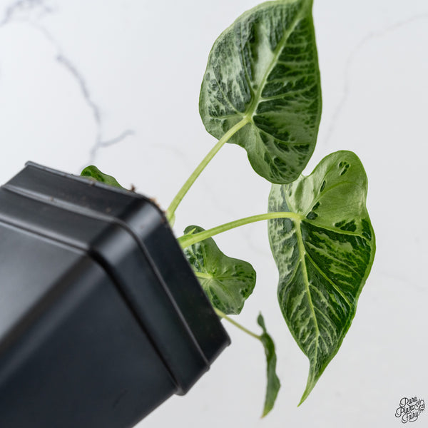 Alocasia 'Emerald Tide' *Grower's Choice*