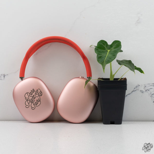 Alocasia 'Emerald Tide' *Grower's Choice*