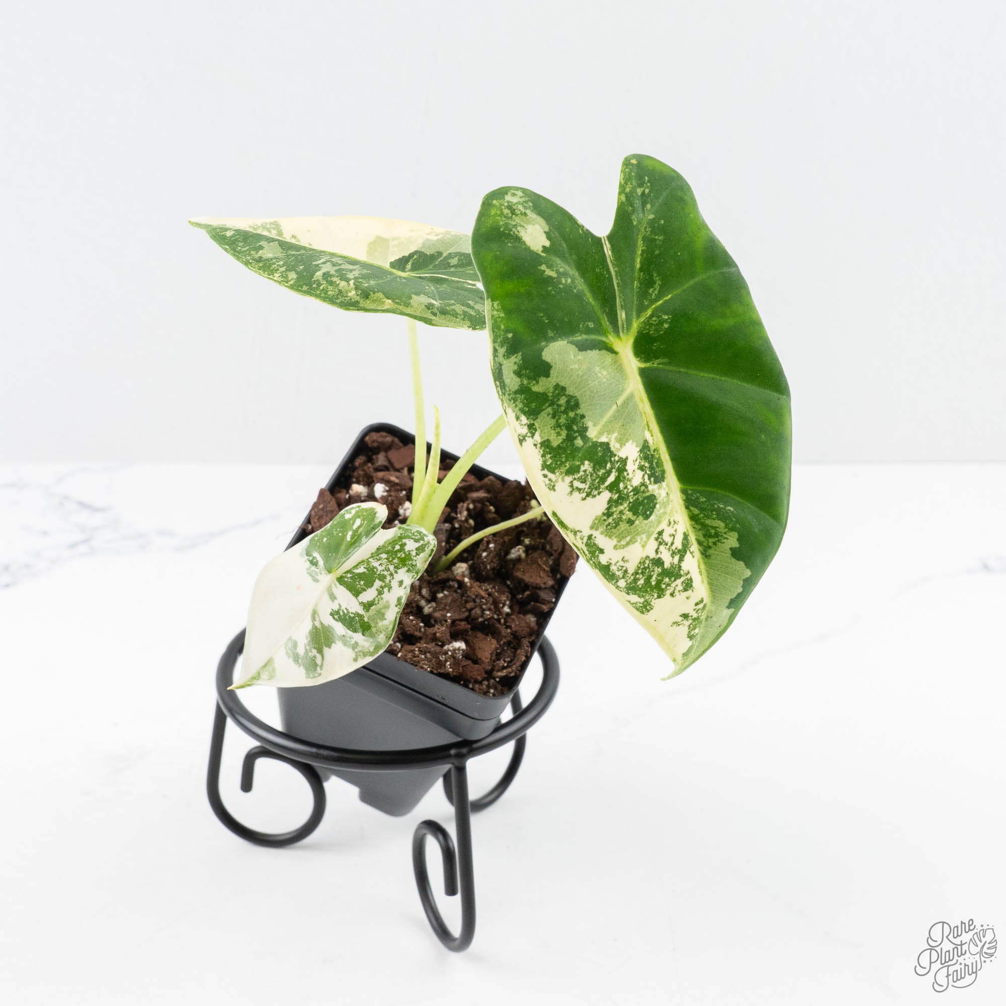 anthurium frydek Alocasia 'Frydek' albo variegated *Grower's Choice* – Rare Plant Fairy