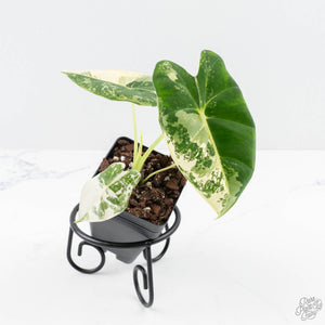 Alocasia 'Frydek' albo variegated *Grower's Choice*