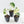 Alocasia 'Frydek' albo variegated *Grower's Choice*