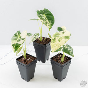 Alocasia 'Frydek' albo variegated *Grower's Choice*