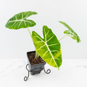 Alocasia 'Frydek' aurea variegated (wk31-K)