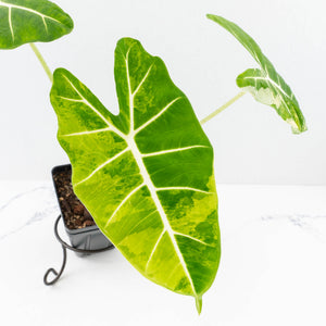 Alocasia 'Frydek' aurea variegated (wk31-K)