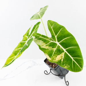 Alocasia 'Frydek' aurea variegated (wk31-K)