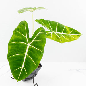Alocasia 'Frydek' aurea variegated (wk31-K)
