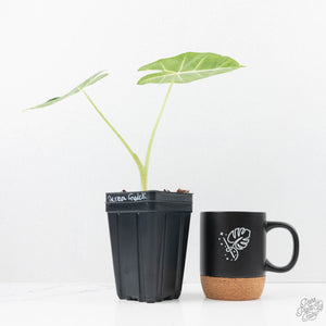 Alocasia 'Frydek' aurea variegated (wk22-Q)