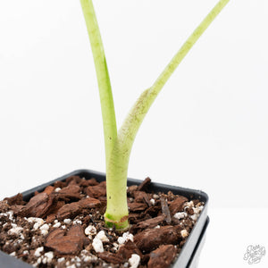 Alocasia 'Frydek' aurea variegated (wk22-Q)
