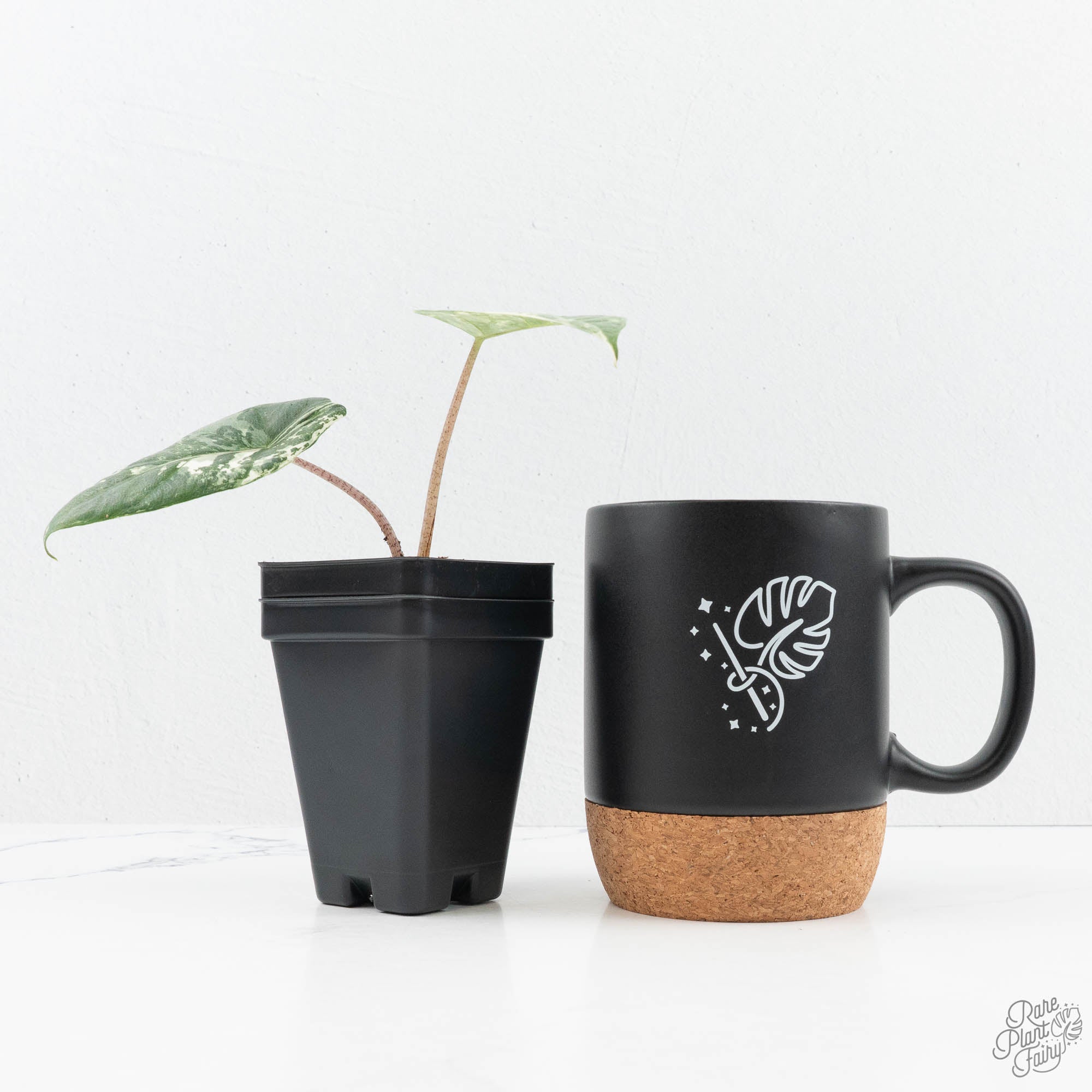 metallic pots for plants Alocasia heterophylla 'Metallic Blue' Albo variegated (wk19-UC)