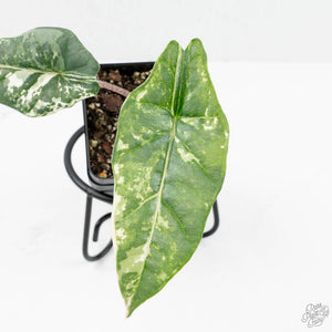 Alocasia heterophylla 'Metallic Blue' Albo variegated (wk19-UC)