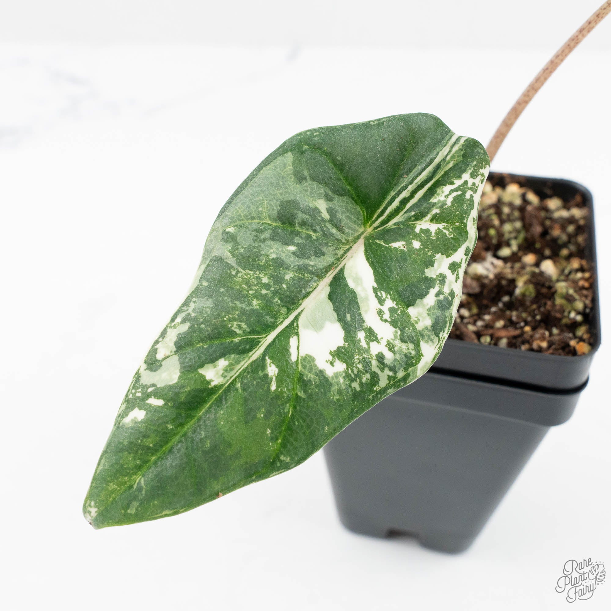 YSK 希少 アロカシア De beer blue albo Alocasia “Da Beers Blue Albo Marginata Pink”, aka the cutest and