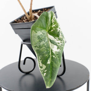 Alocasia heterophylla 'Metallic Blue' Albo variegated (wk30-UL)