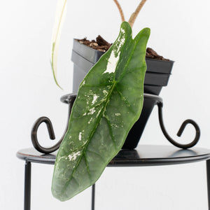 Alocasia heterophylla 'Metallic Blue' Albo variegated (wk33-U26)