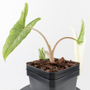 Alocasia heterophylla 'Metallic Blue' Albo variegated (wk33-U26)