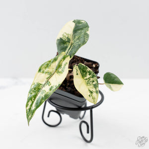 Alocasia Heterophylla 'Metallic Blue' Albo Variegated (wk42-U169)