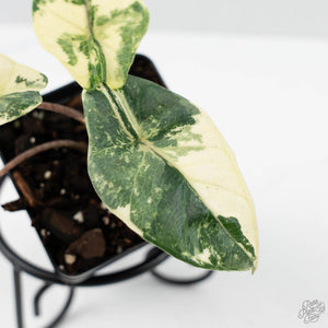 Alocasia Heterophylla 'Metallic Blue' Albo Variegated (wk42-U169)