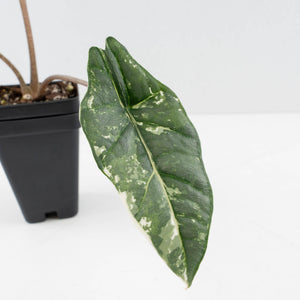 Alocasia heterophylla 'Metallic Blue' Albo variegated (wk37-U75)